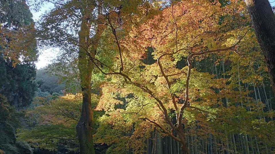 高良大社の2023年11月25日時点の紅葉